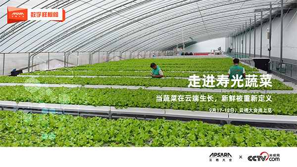 走進(jìn)壽光蔬菜：當(dāng)蔬菜在云端生長 新鮮被重新定義